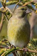 European Greenfinch