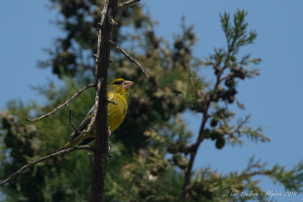 European Greenfinch