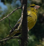 European Greenfinch