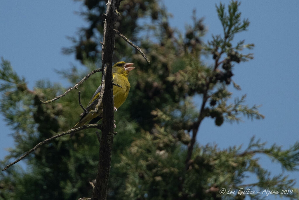 European Greenfinch