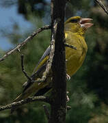 European Greenfinch