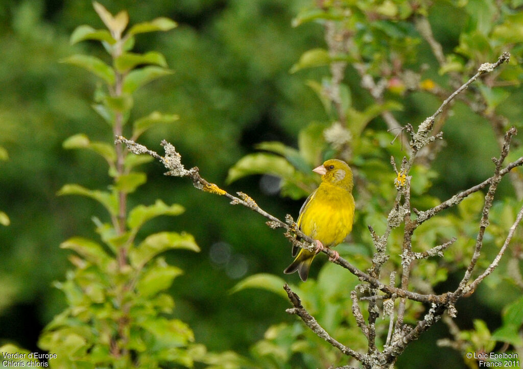 European Greenfinch