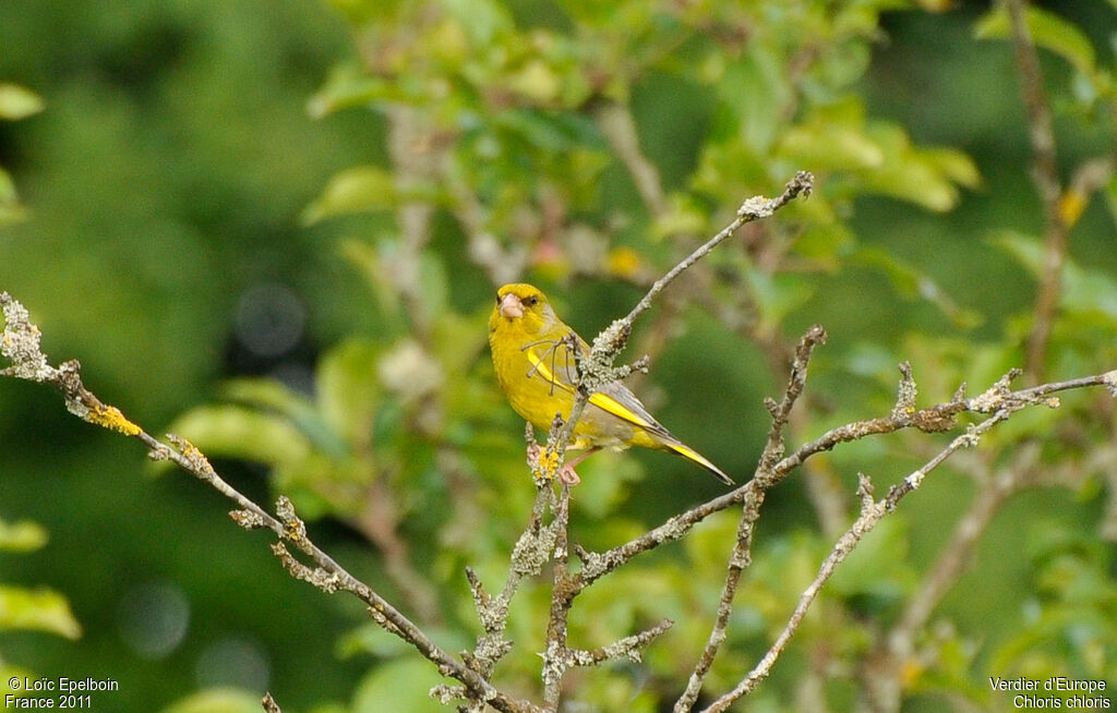 European Greenfinch