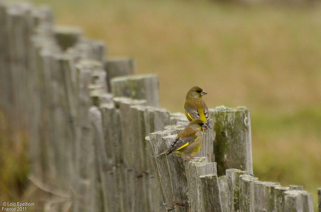 European Greenfinch