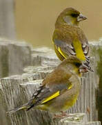 European Greenfinch