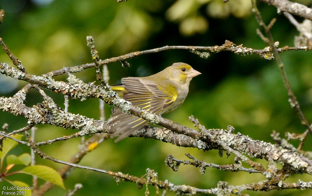 European Greenfinch