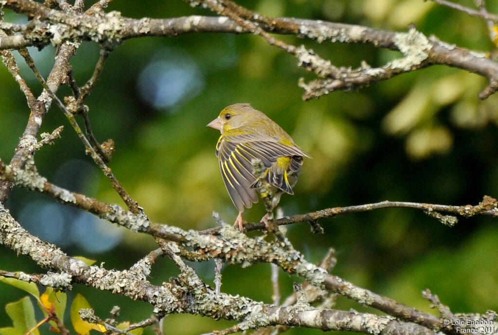 European Greenfinch