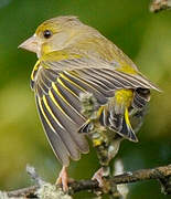 European Greenfinch