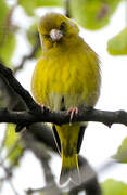 European Greenfinch