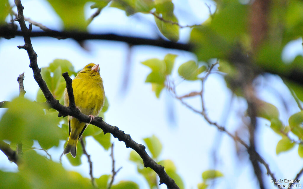 European Greenfinch