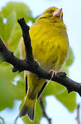 European Greenfinch