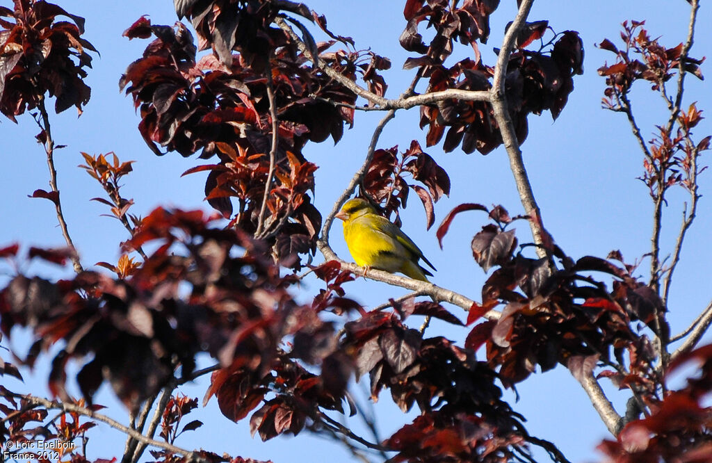 European Greenfinch