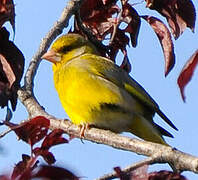 European Greenfinch