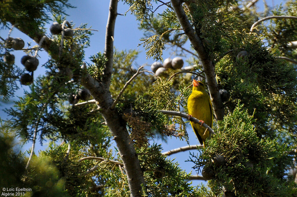 European Greenfinch