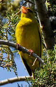 European Greenfinch