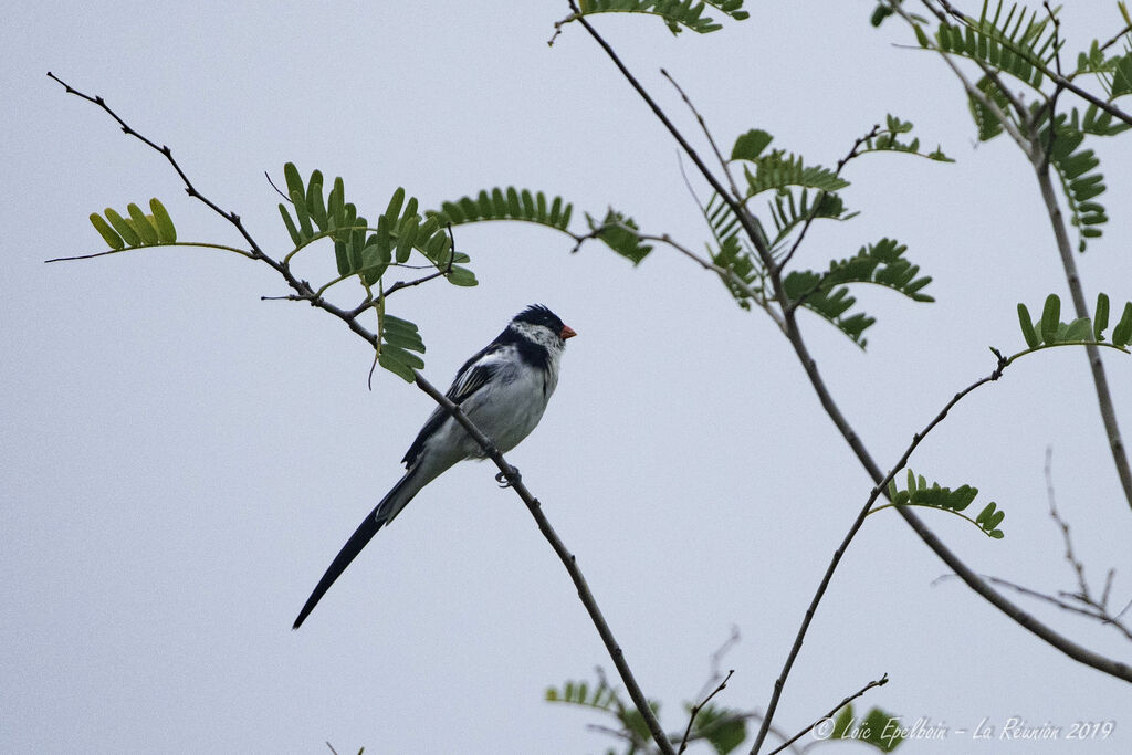 Pin-tailed Whydah