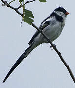 Pin-tailed Whydah