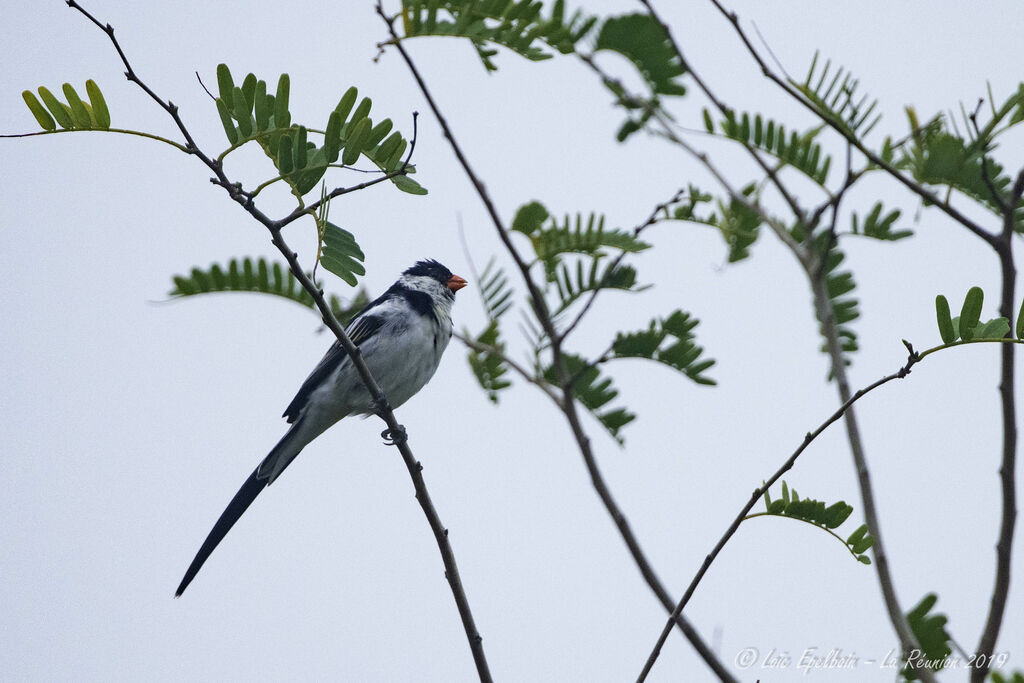 Pin-tailed Whydah