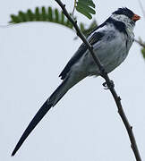 Pin-tailed Whydah