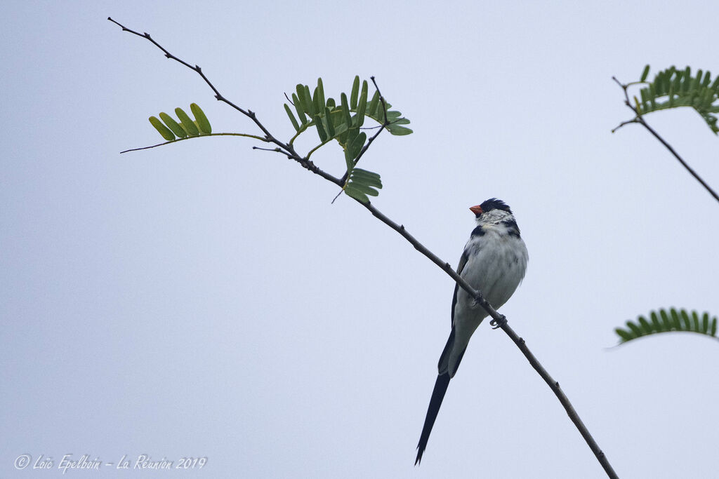 Pin-tailed Whydah