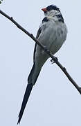 Pin-tailed Whydah