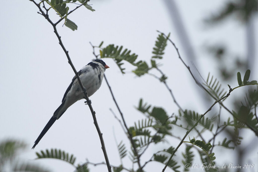 Pin-tailed Whydah