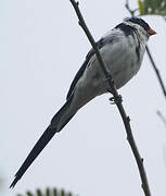 Pin-tailed Whydah