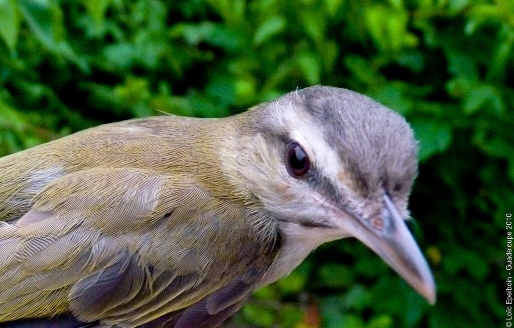 Black-whiskered Vireo