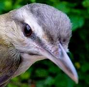 Black-whiskered Vireo