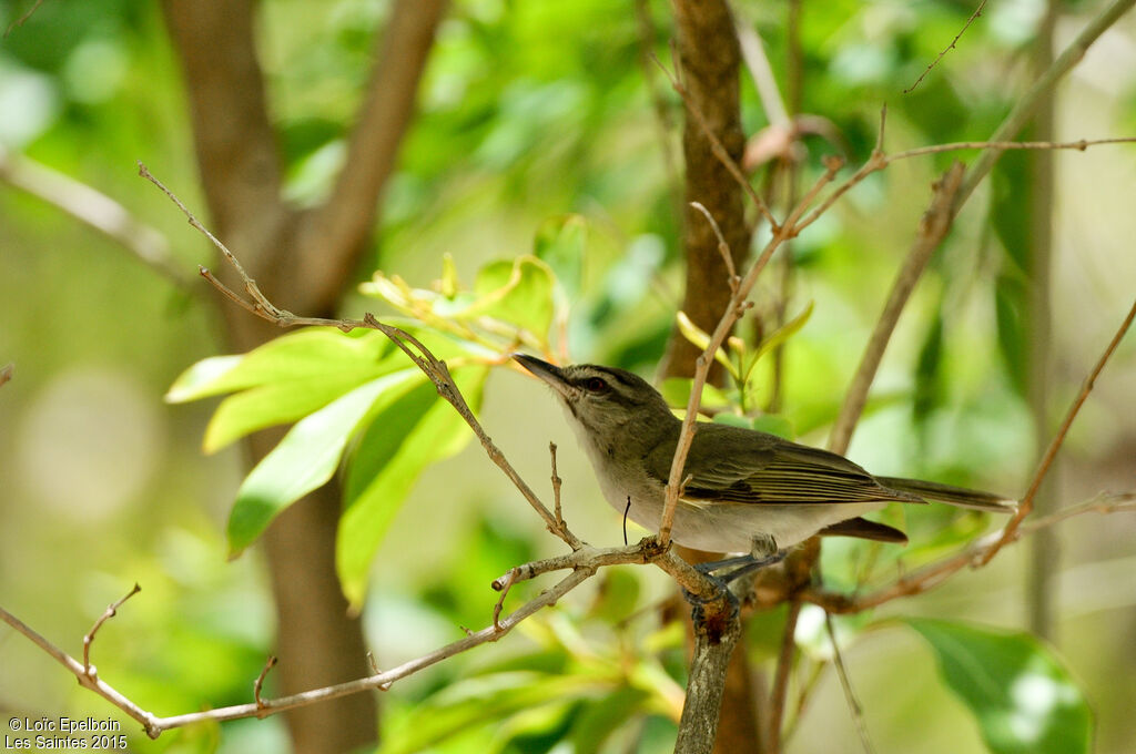 Black-whiskered Vireo