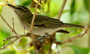 Black-whiskered Vireo