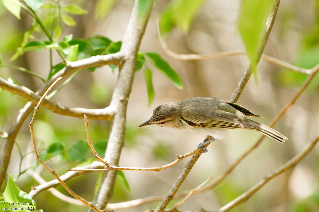 Black-whiskered Vireo