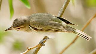 Black-whiskered Vireo