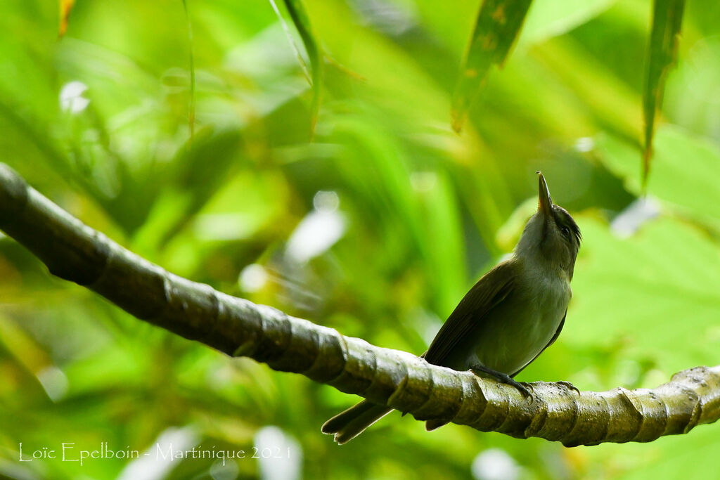 Black-whiskered Vireo