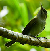 Black-whiskered Vireo