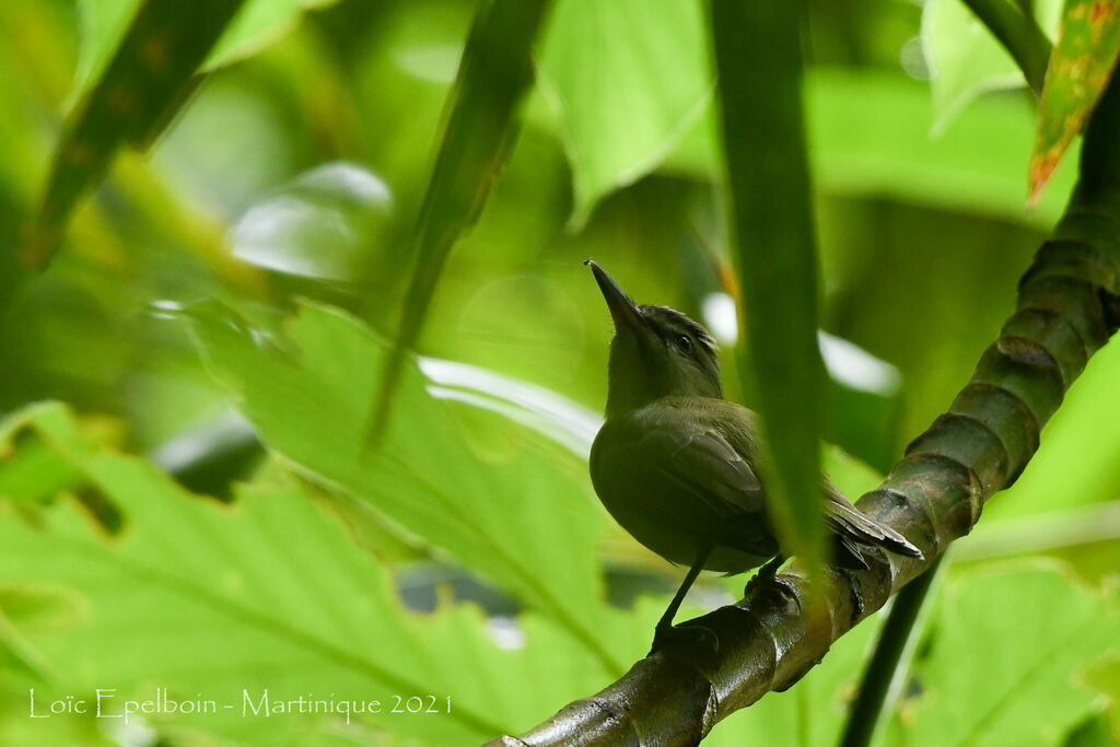 Black-whiskered Vireo