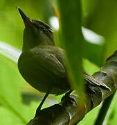 Black-whiskered Vireo