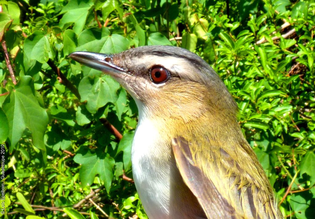 Red-eyed Vireo