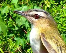 Red-eyed Vireo