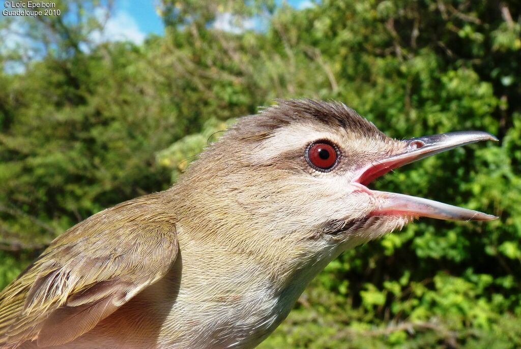 Red-eyed Vireo