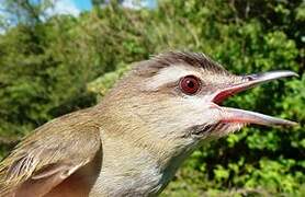 Red-eyed Vireo