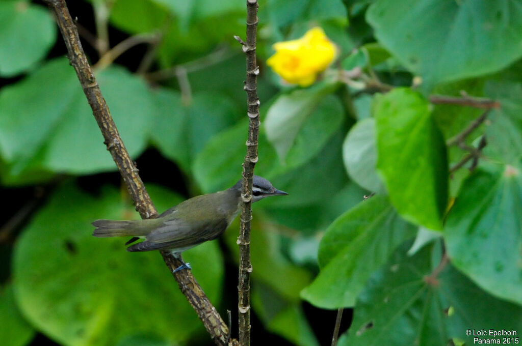 Red-eyed Vireo