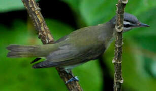 Red-eyed Vireo