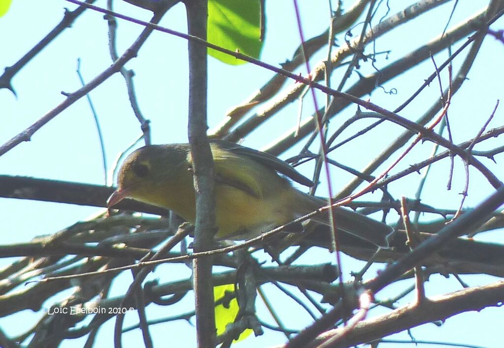 Cuban Vireo