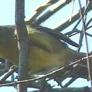Viréo de Cuba