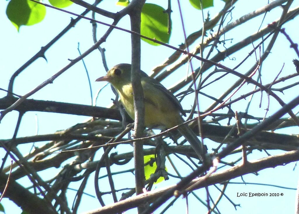 Cuban Vireo