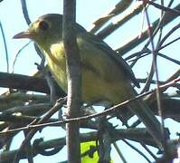 Cuban Vireo