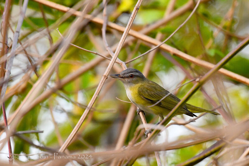 Yellow-green Vireo