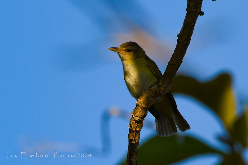 Yellow-green Vireo