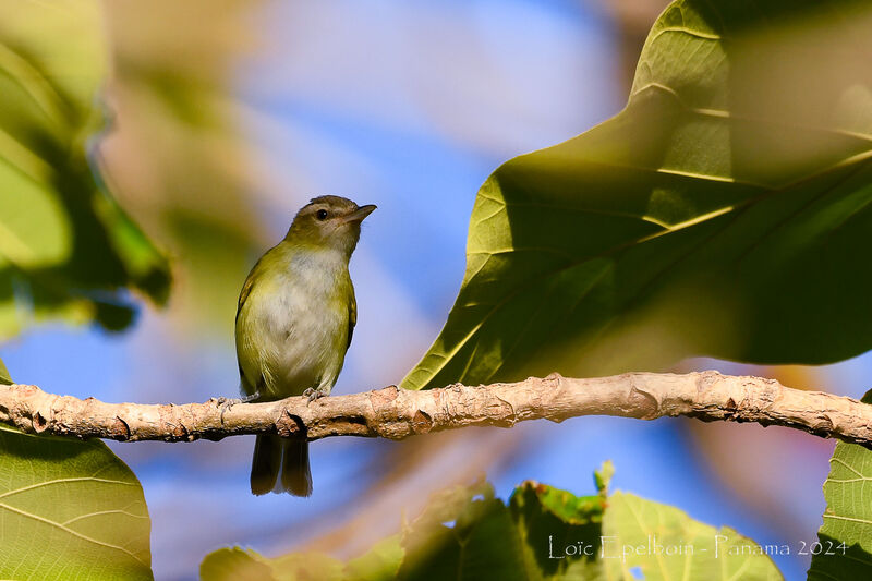 Yellow-green Vireo